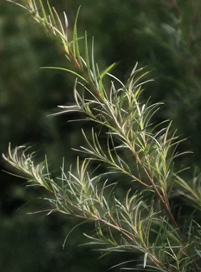 Acne Spot Care – Bild 4