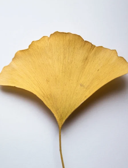 Antioxidant Ginkgo Gel Booster – Bild 3