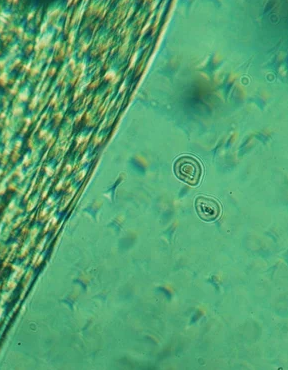 Calming Eye Cream – Bild 4