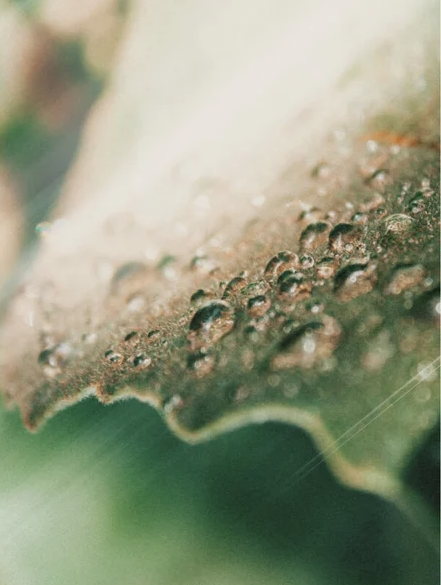 Purifying Toner – Bild 2